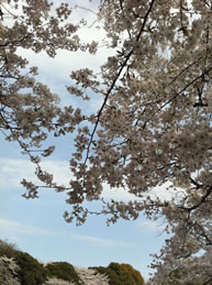 2011chidorigafuchi.jpg
