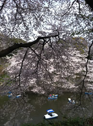 2011chidorigafuchi2.jpg